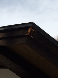 IMG_3623-1